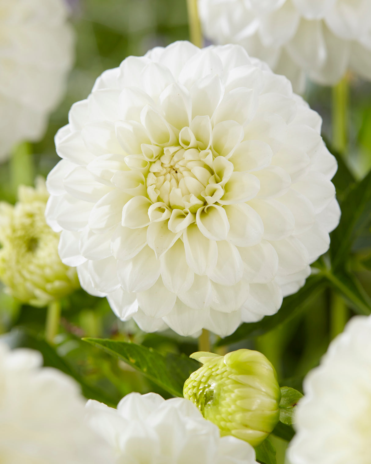 Dahlia Petra's Wedding