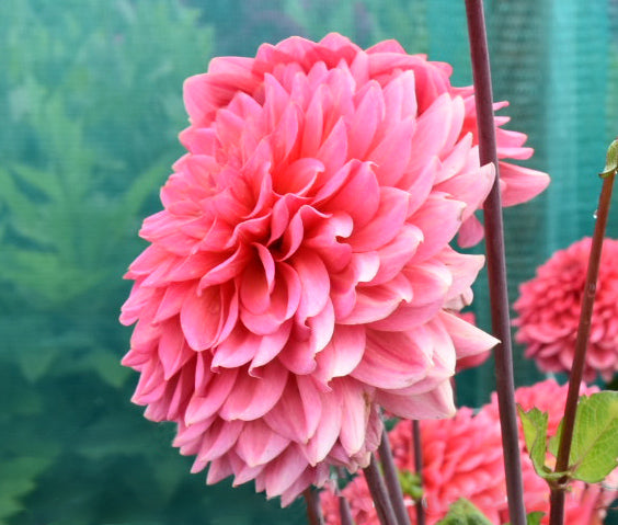 Dahlia Salmon Runner