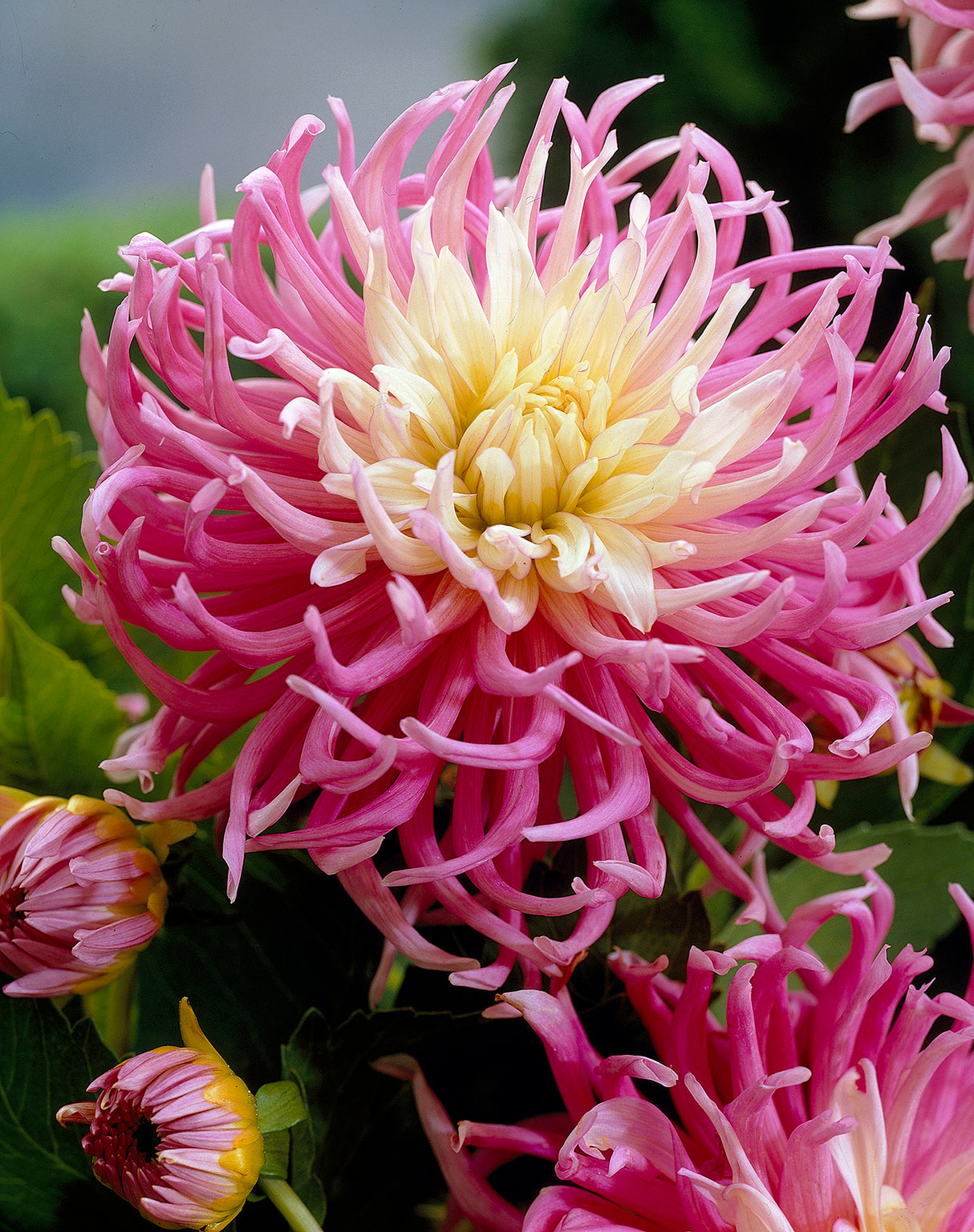 Dahlia Star's Favorite