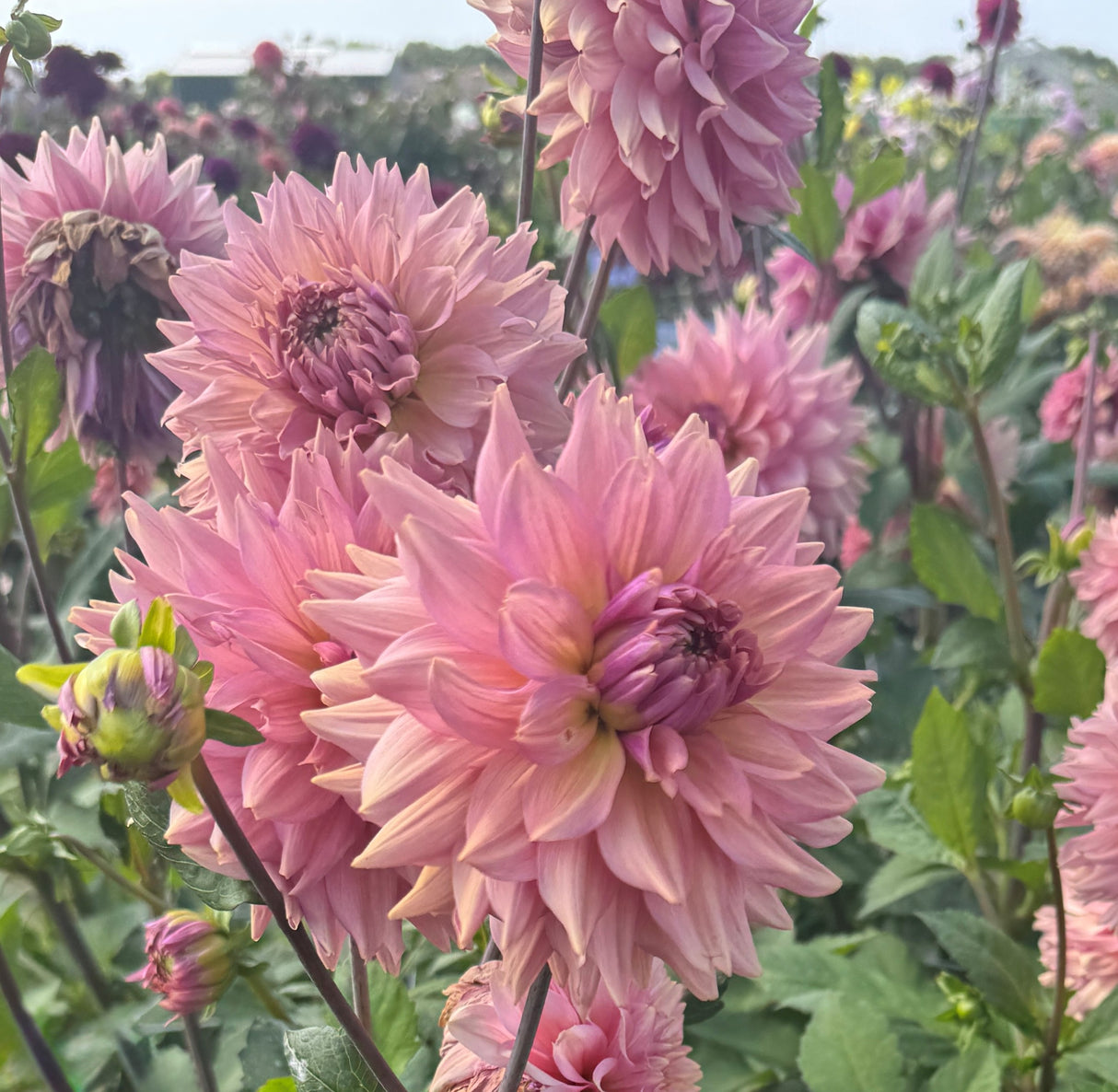 Dahlia La Belle Epoque