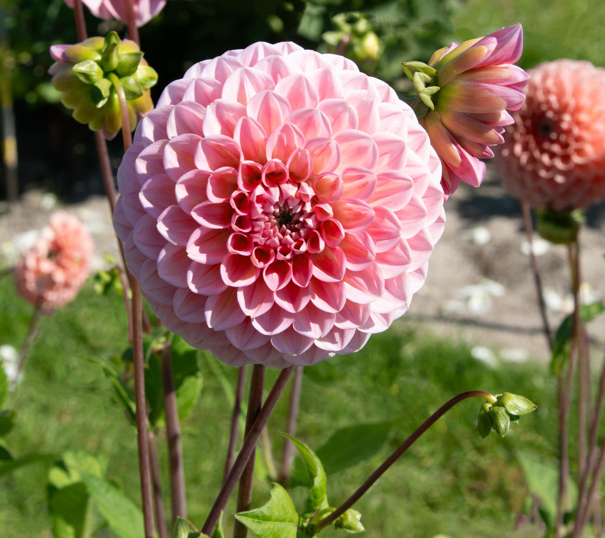 Dahlia Linda's Baby