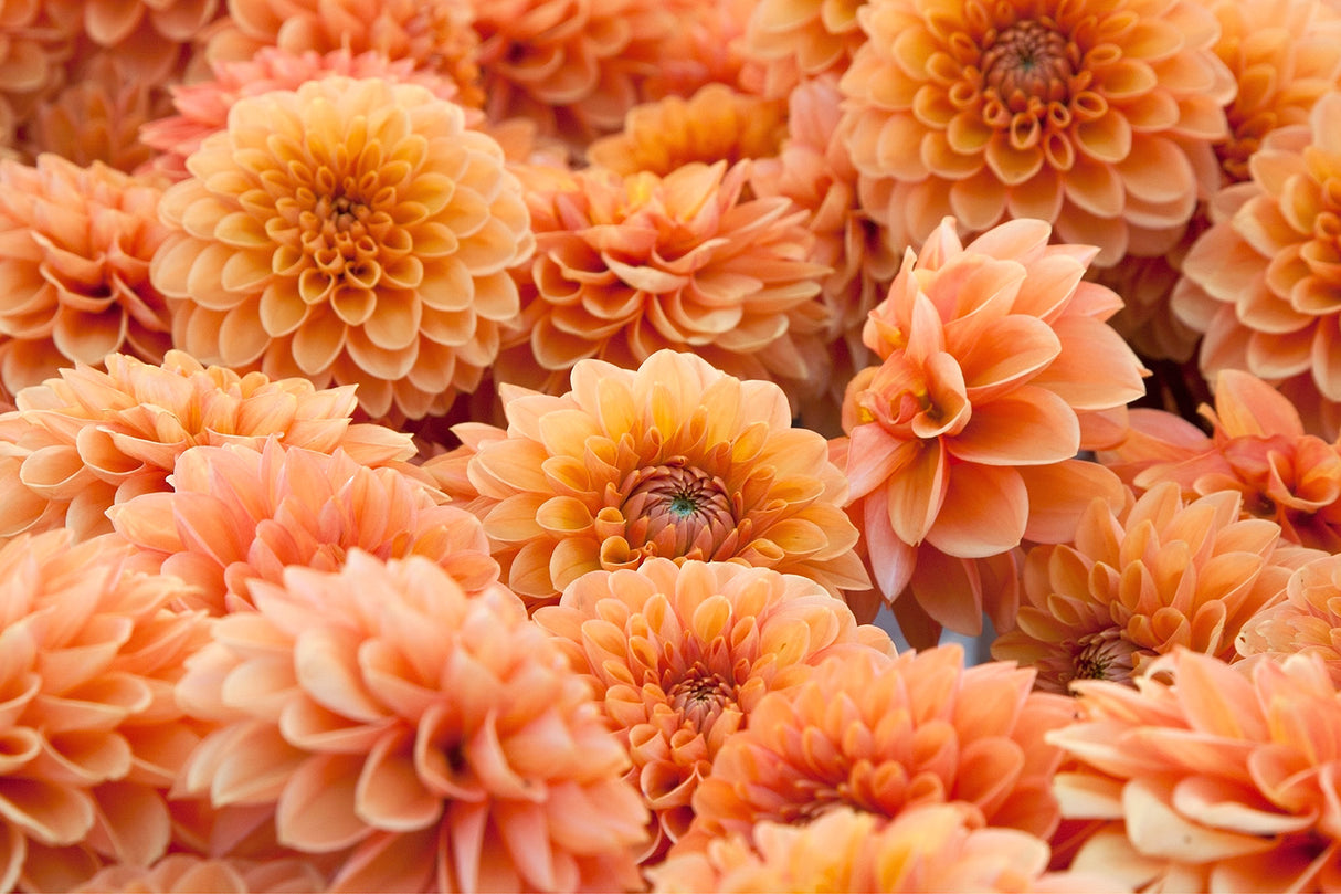 Dahlia Maarn