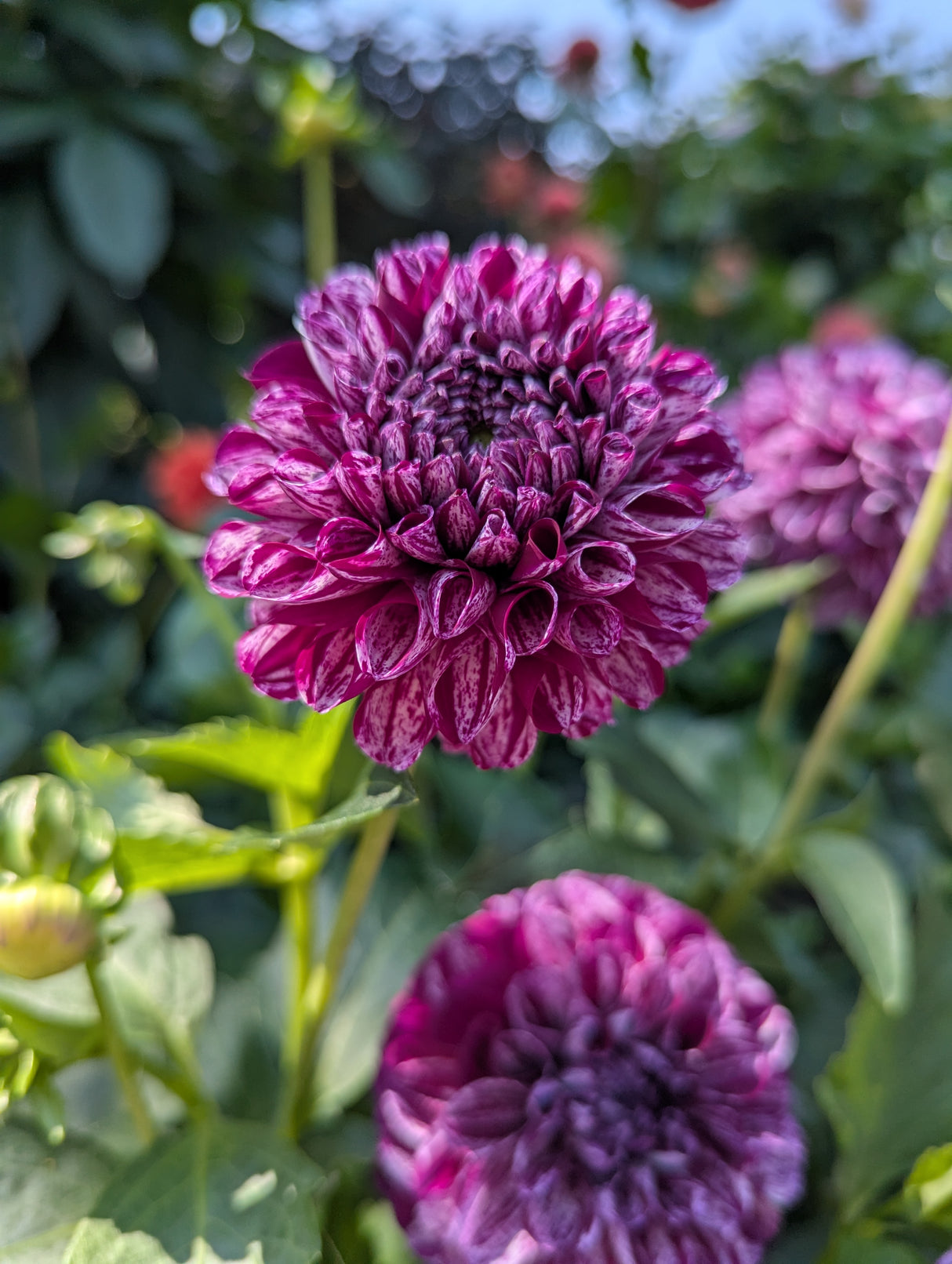 Dahlia Marble Ball