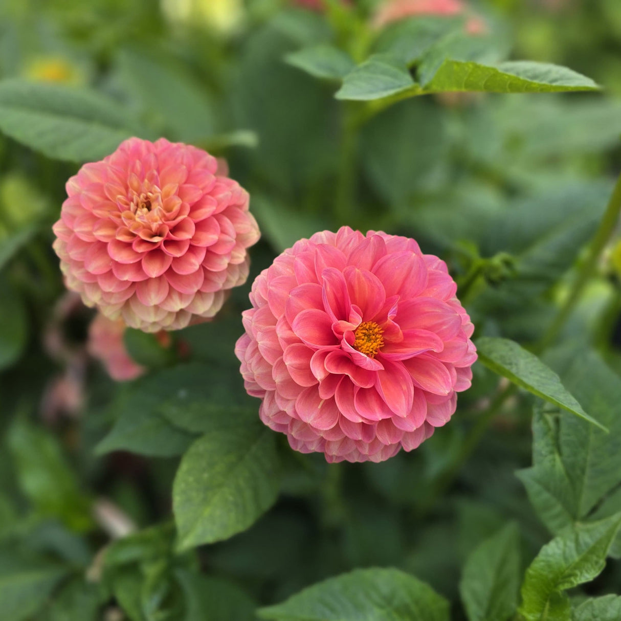 Dahlia Milena Fleur