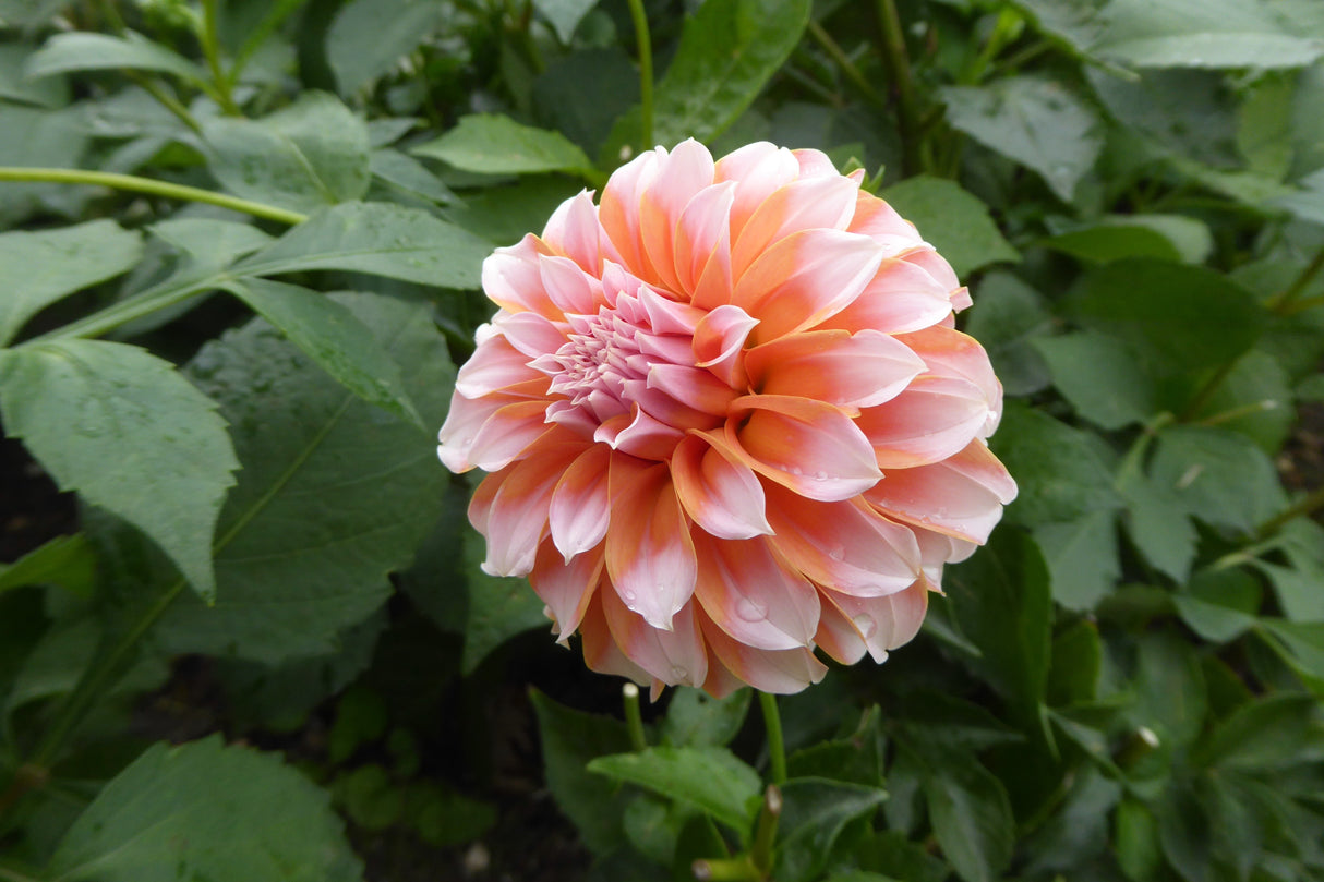 Dahlia Peaches