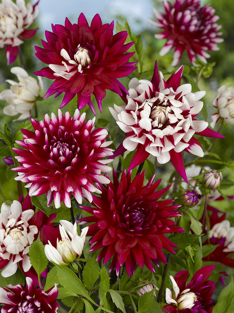 Dahlia Rebecca's World