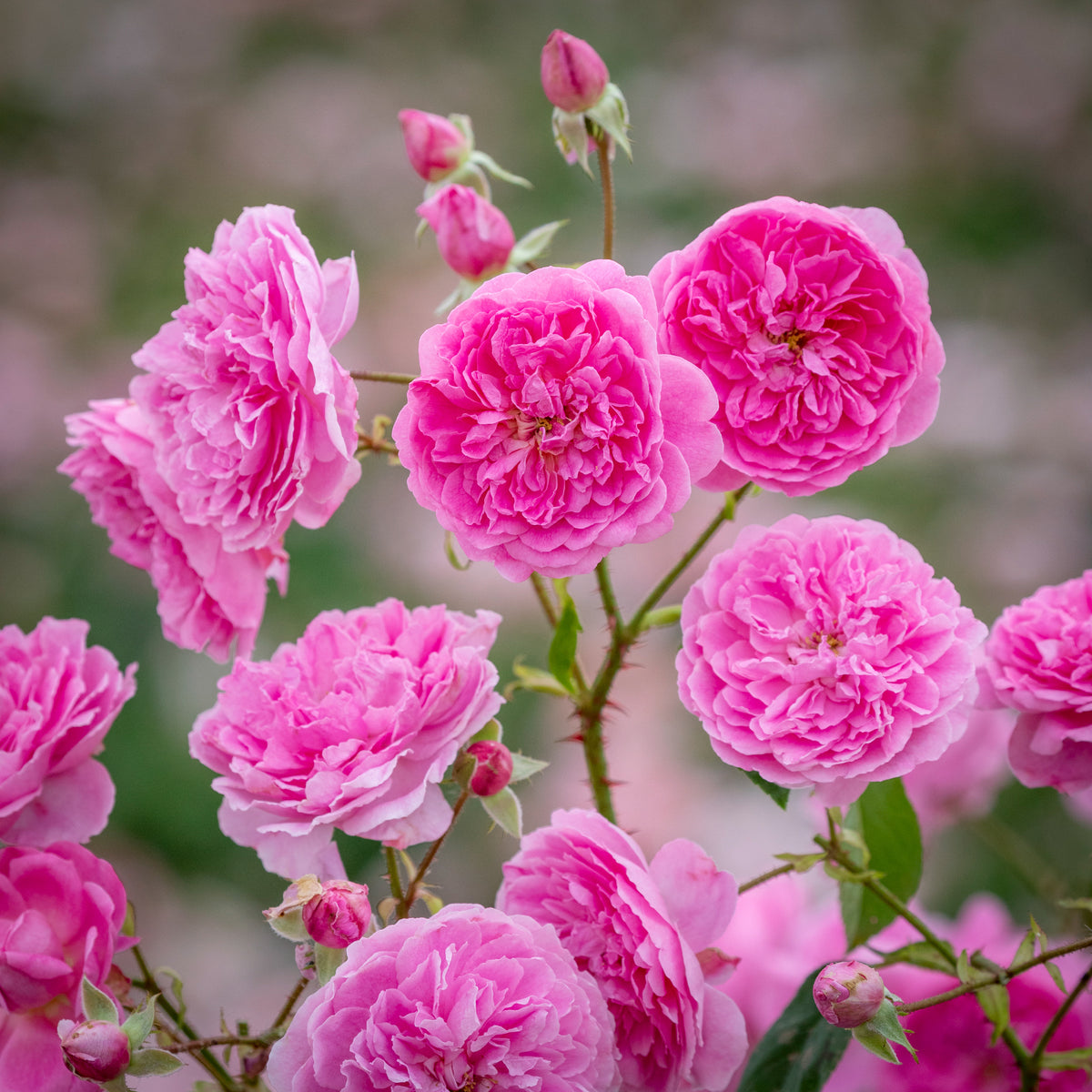 David Austin Rose - Harlow Carr
