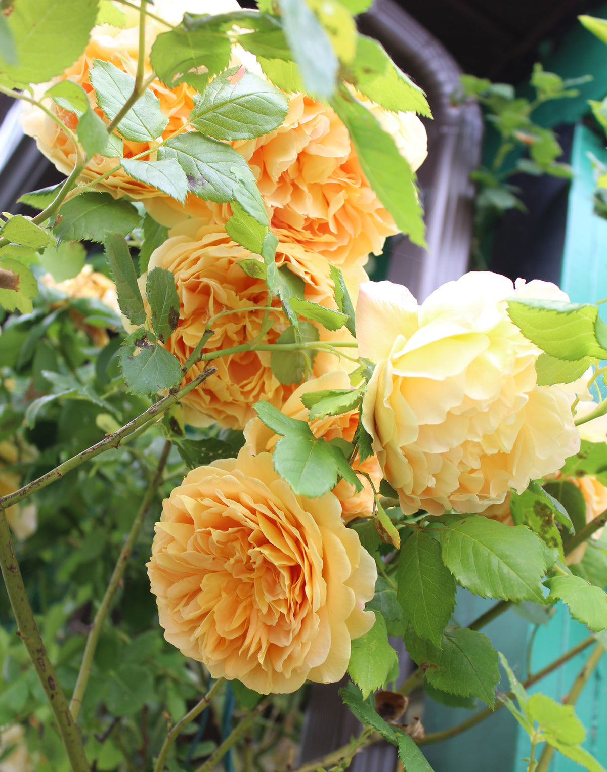 David Austin Rose - Graham Thomas