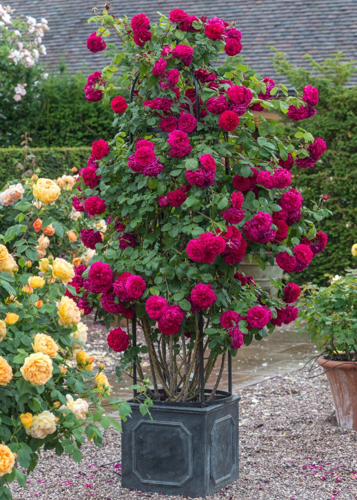 David Austin Rose - Tess of the d'Urbervilles