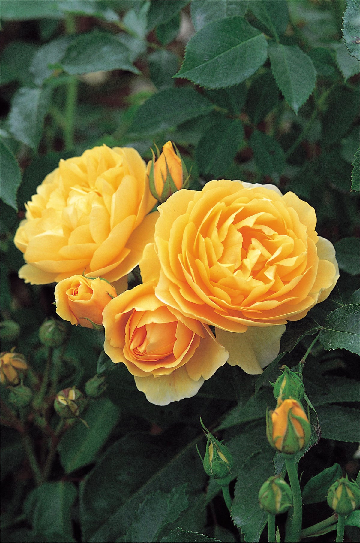 David Austin Rose - Graham Thomas