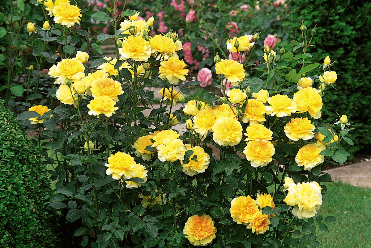 David Austin Rose - Molineux