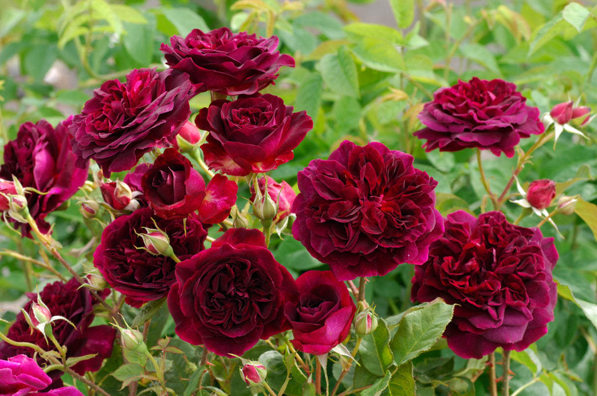 David Austin Rose - Munstead Wood