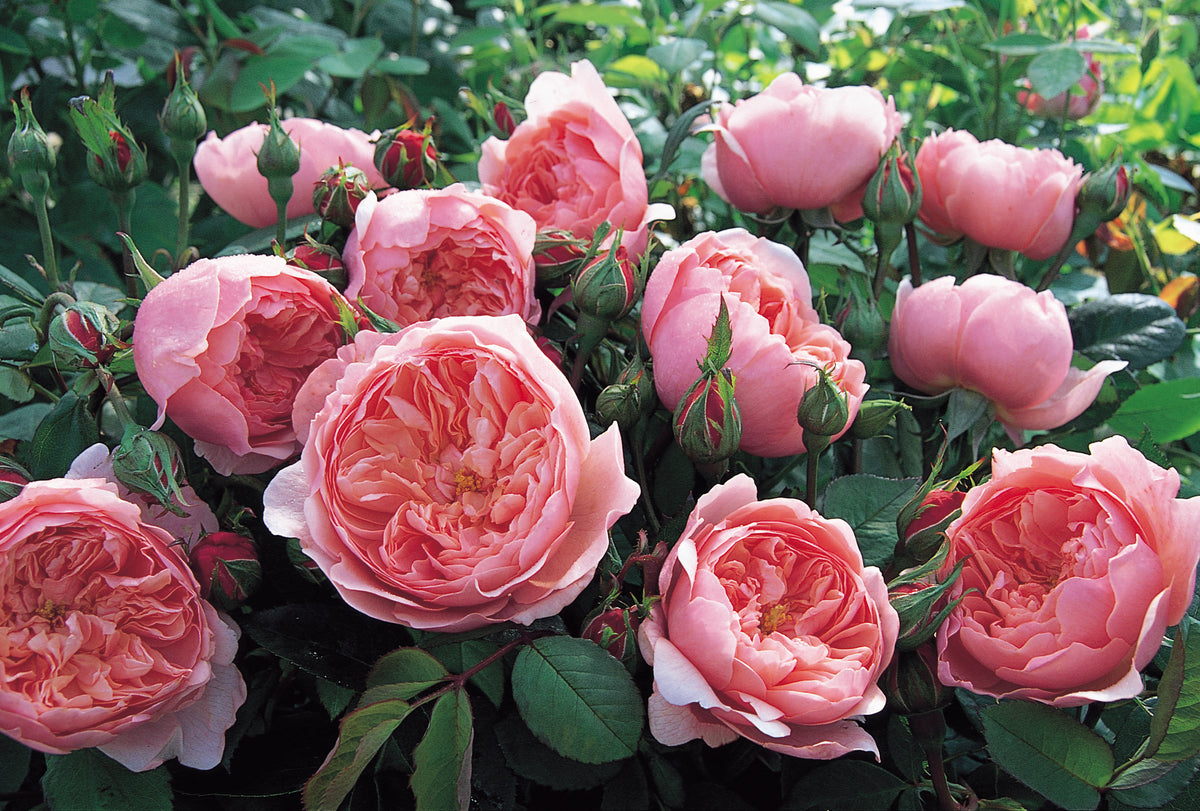 David Austin Rose - The Alnwick Rose