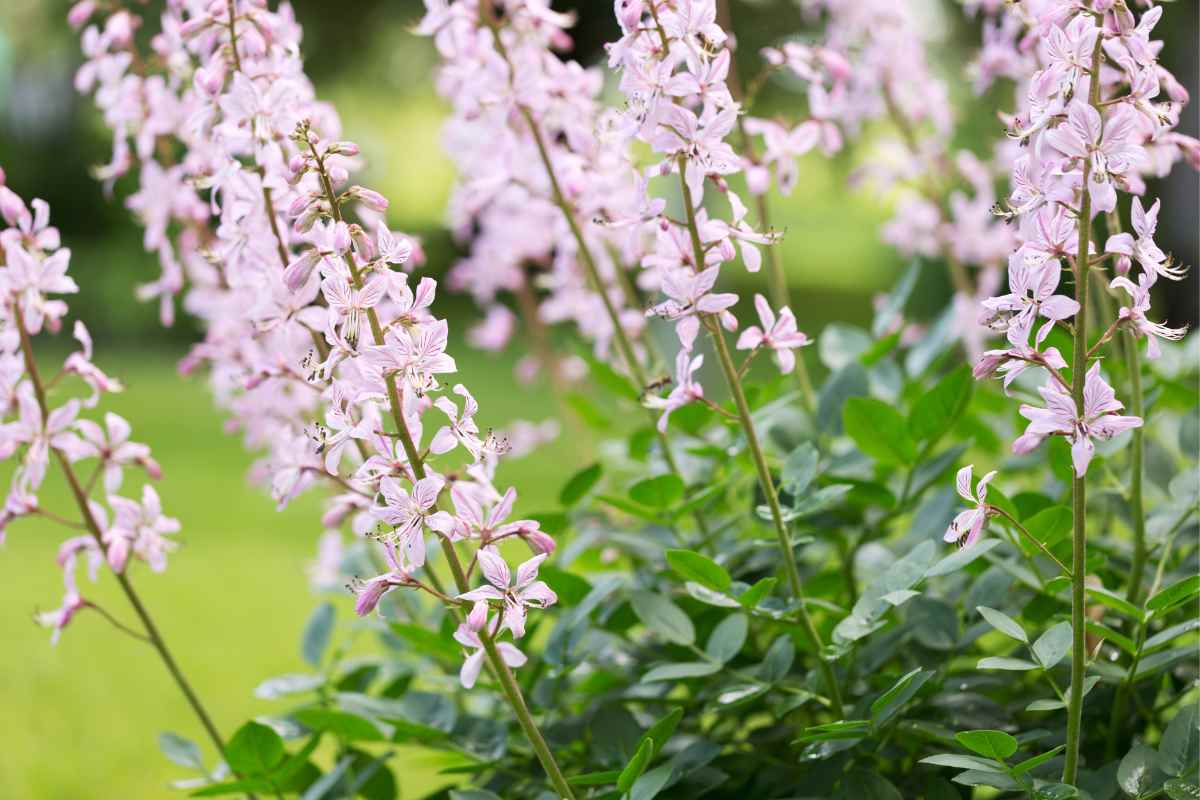 Dictamnus albus var. roseus