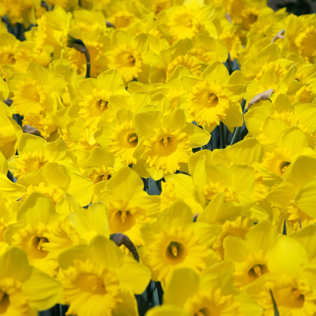 Narcissus Dutch Master