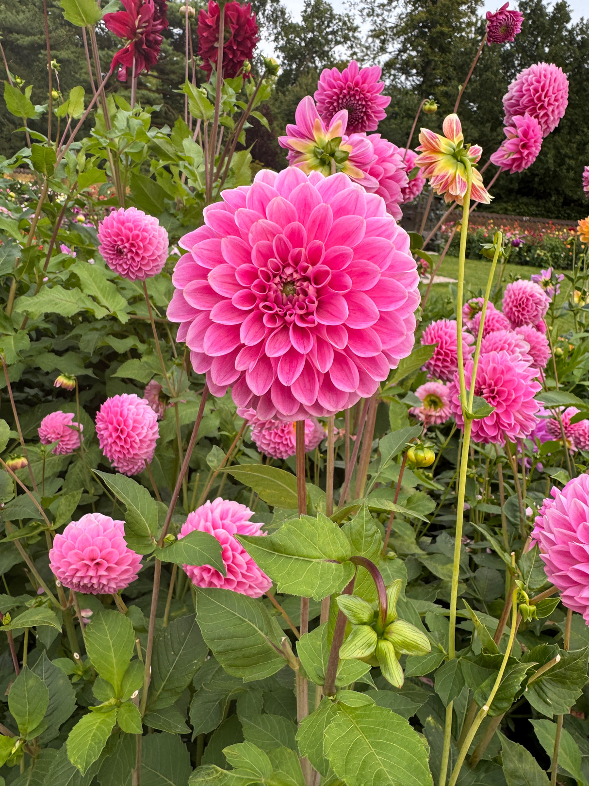 Dahlia Sweet Fabienne