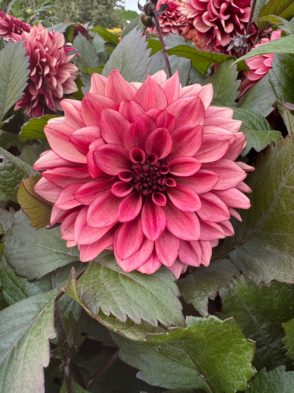 Dahlia Night Silence