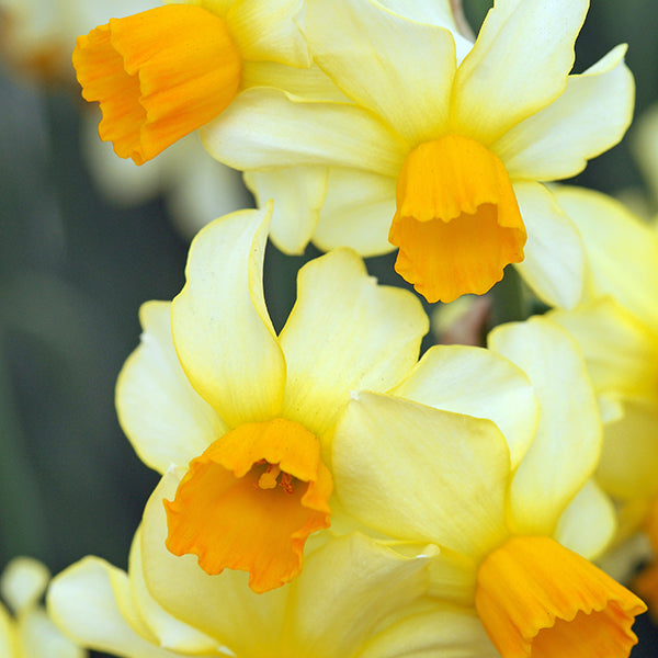 Narcissus Eaton Song