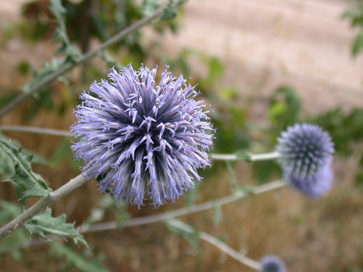 Echinops Veitchs Blue