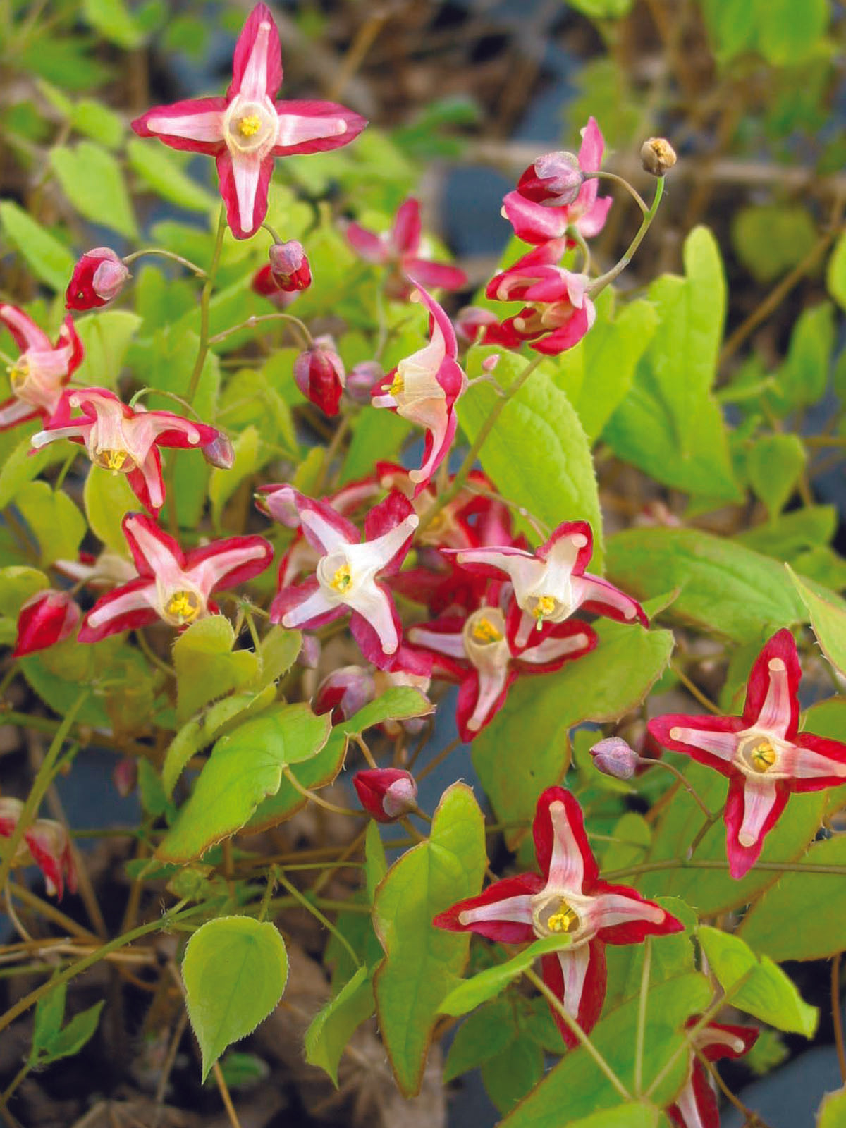 Epimedium rubrum
