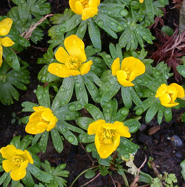 Eranthis cilicica