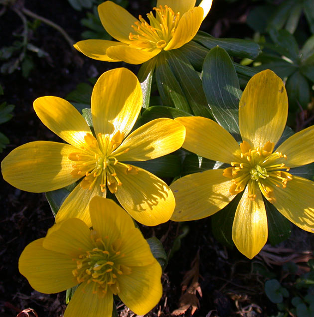 Eranthis cilicica