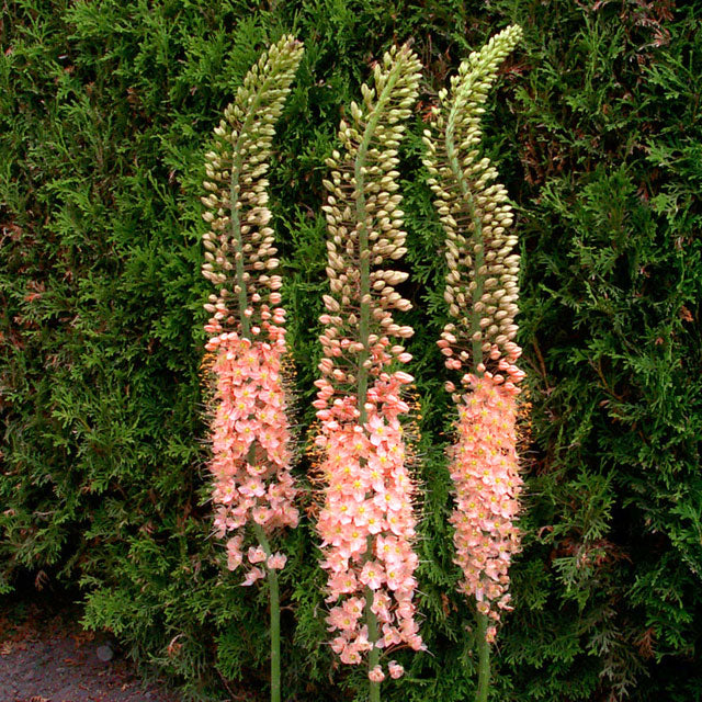 Eremurus Pink