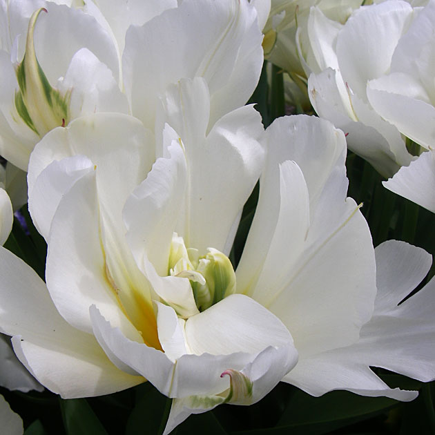 Tulip Exotic Emperor