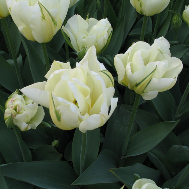 Tulip Exotic Emperor