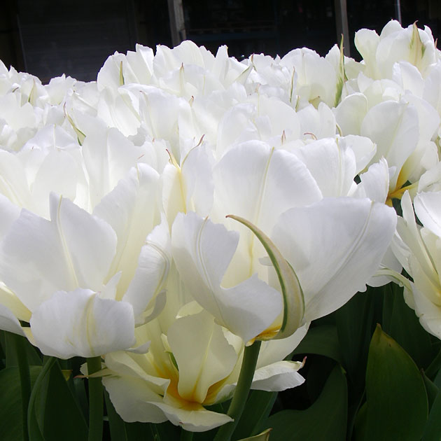 Tulip Exotic Emperor