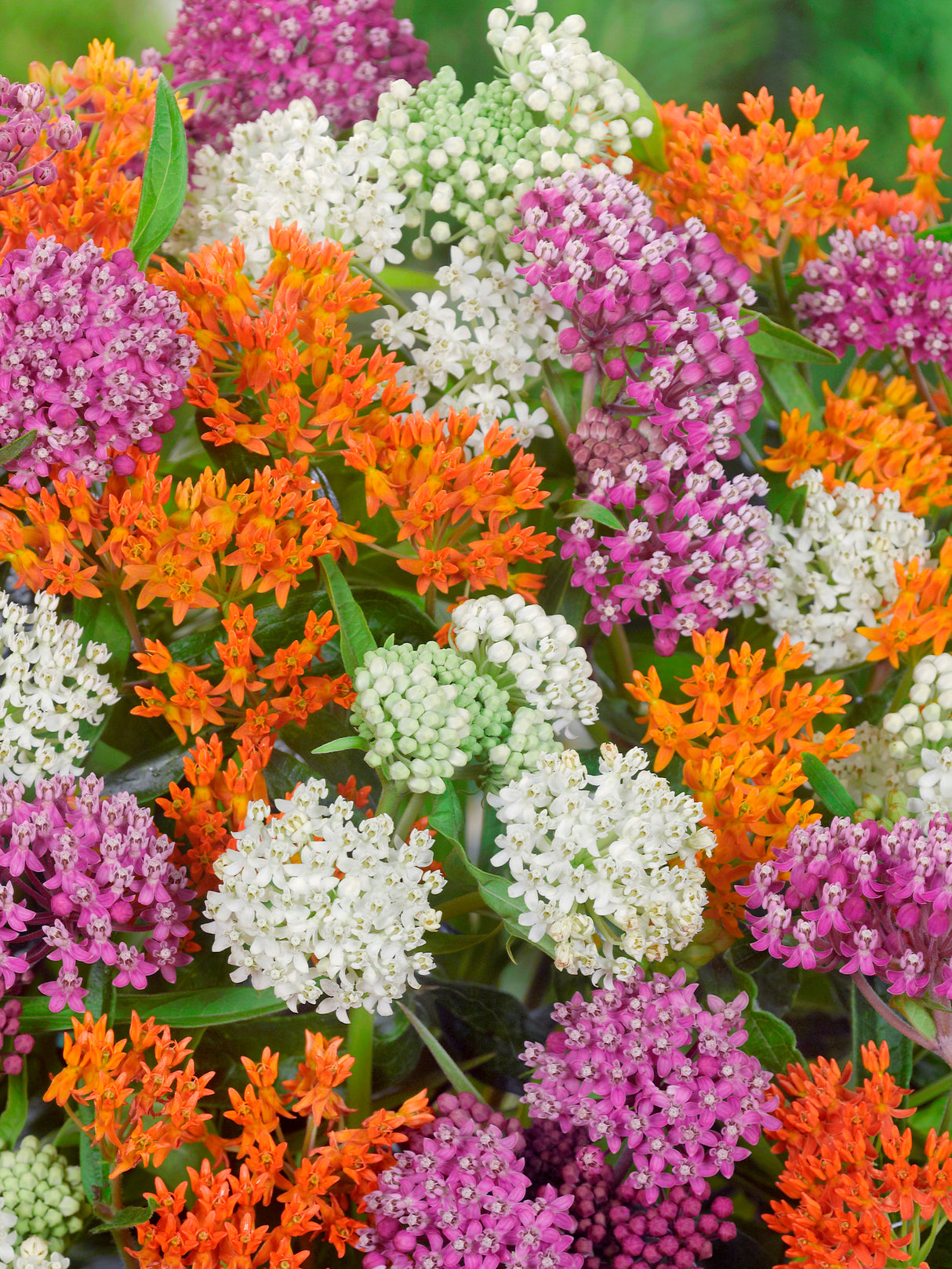 Ascelpias Mix - Butterfly Love