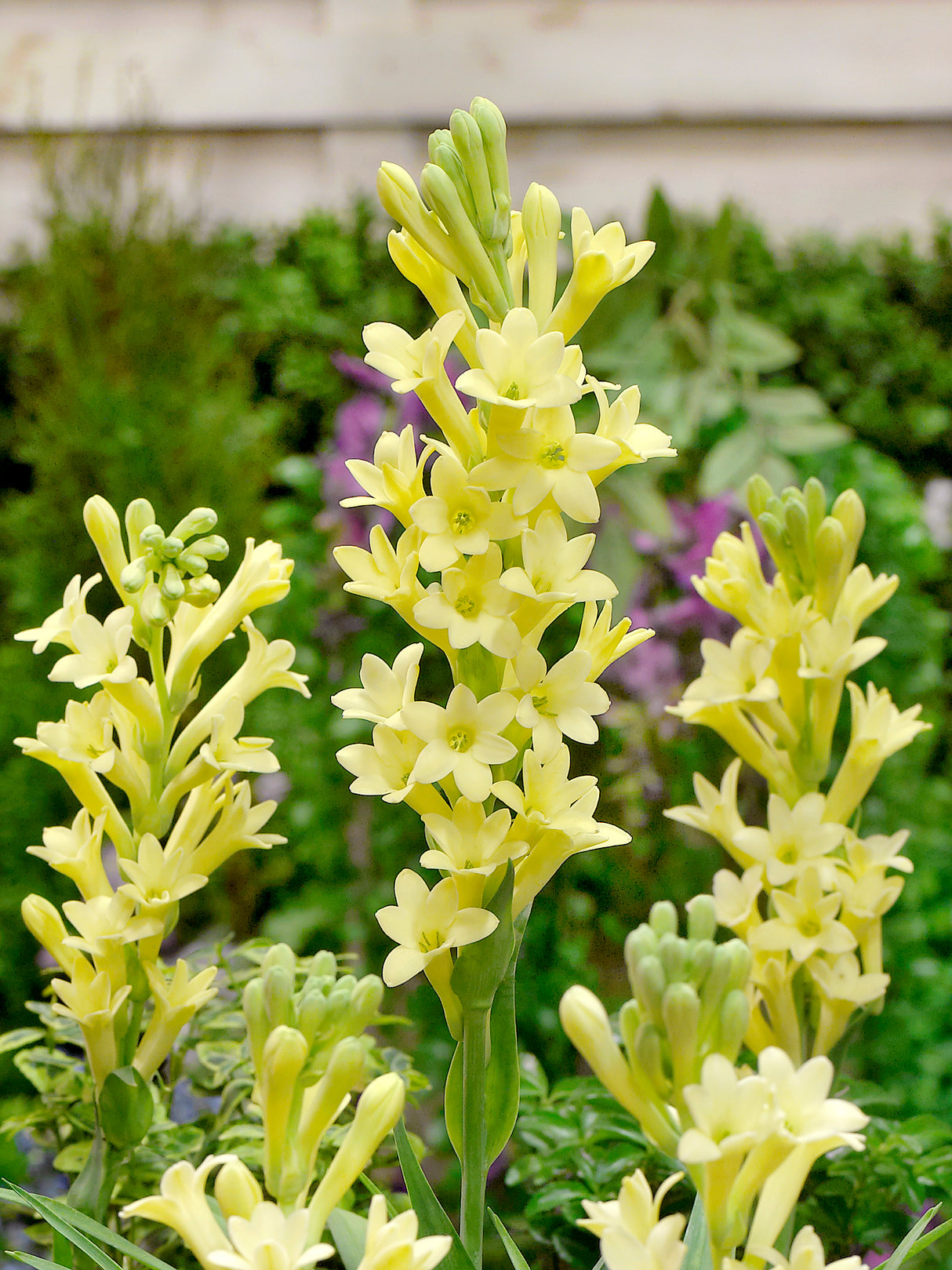 Polianthes tuberose Yellow