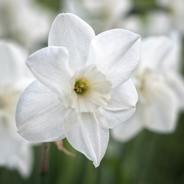 Narcissus Falmouth Bay