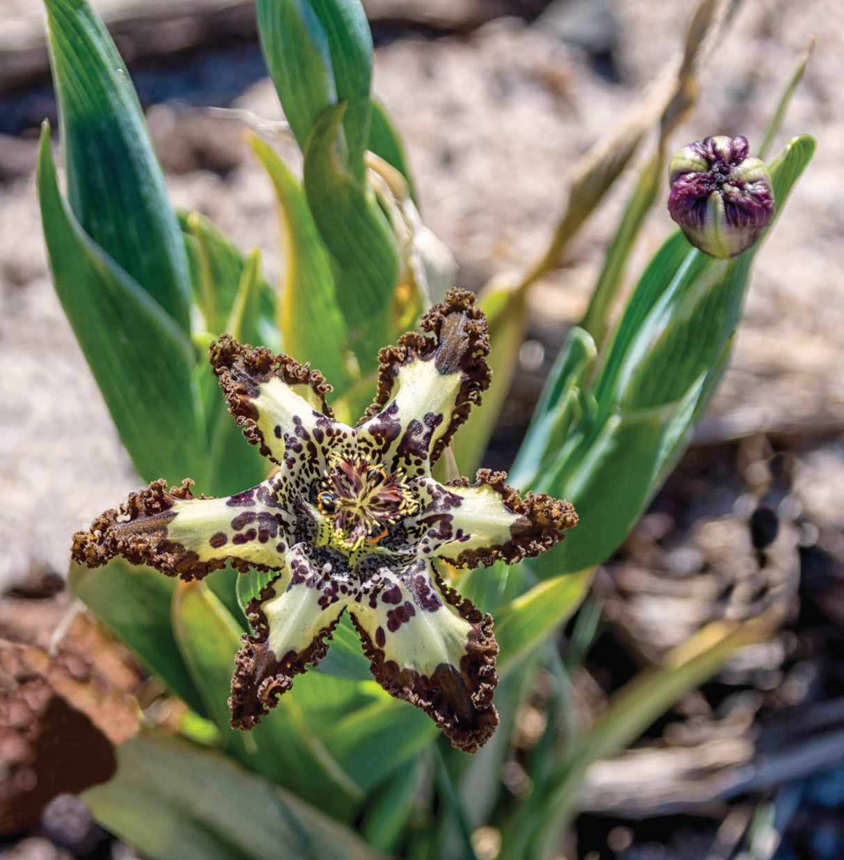 Ferraria crispa