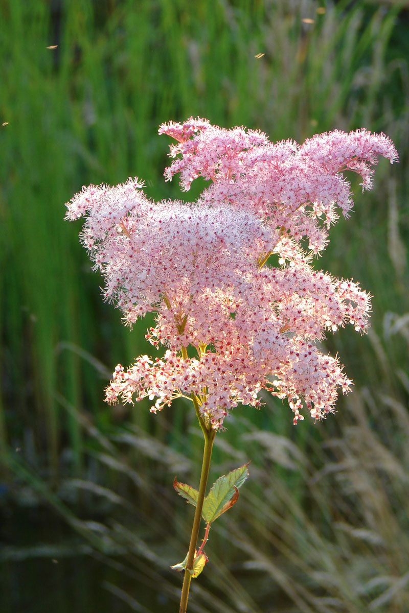 Filipendula Kahome