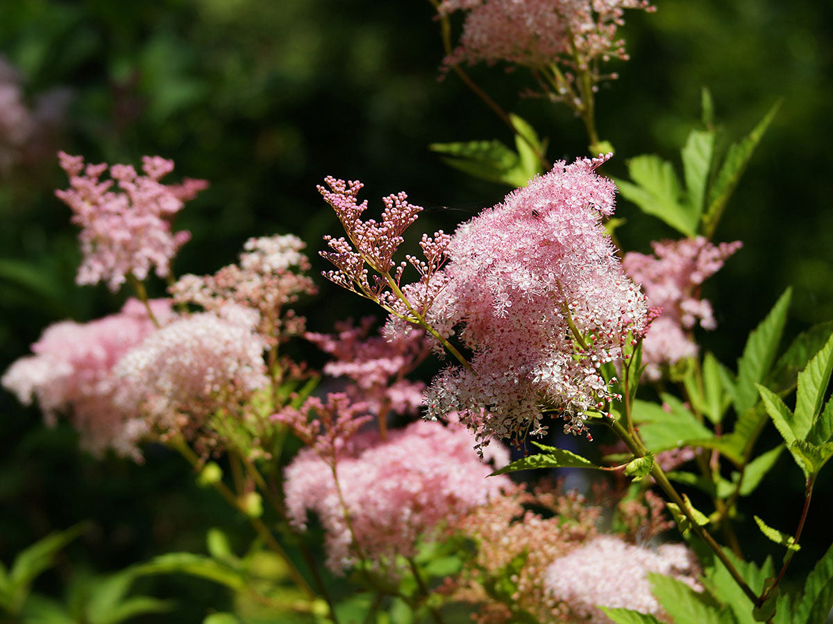 Filipendula Kahome