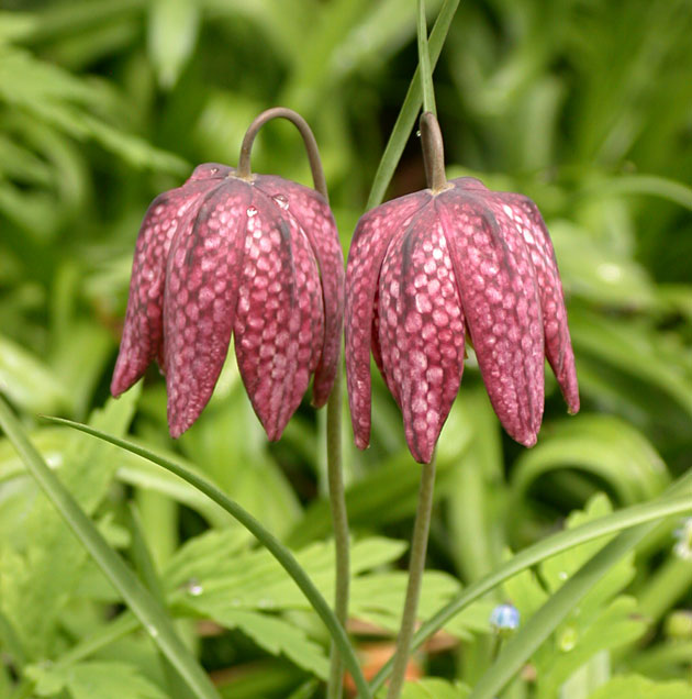 Fritillaria meleagris
