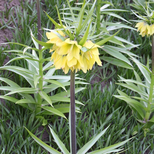 Fritillaria Early Sensation