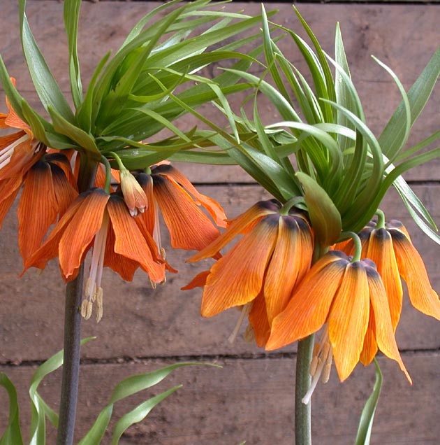 Fritillaria Rubra