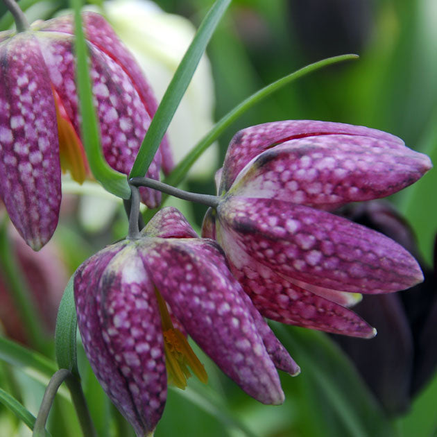 Fritillaria meleagris
