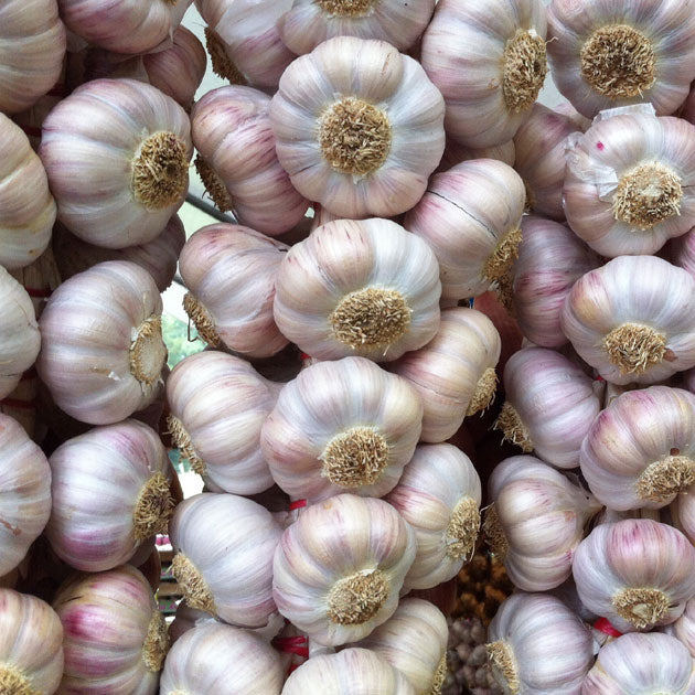 Garlic Russian Red