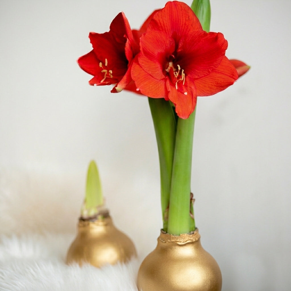 Waxed Amaryllis - Gold Wax