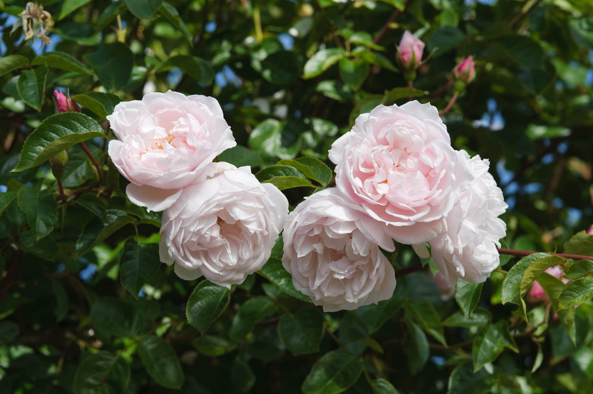 David Austin Rose - The Generous Gardener