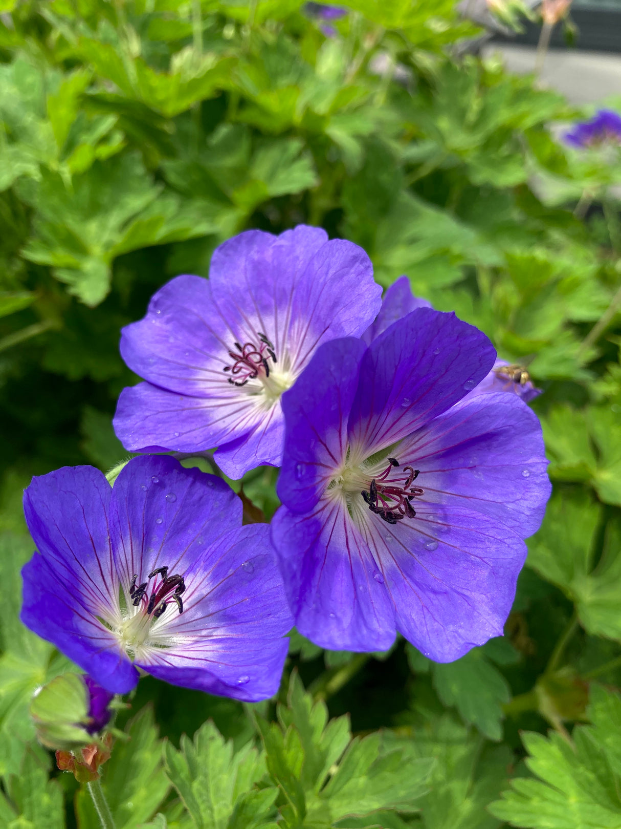 Geranium Rozanne