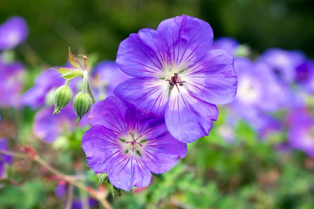 Geranium Rozanne