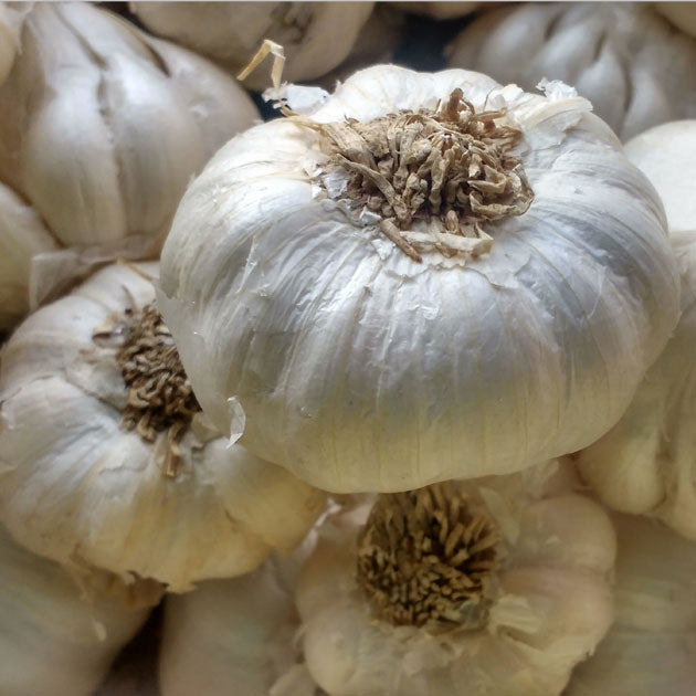 Garlic German White