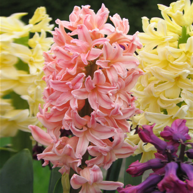 Hyacinth Gipsy Queen