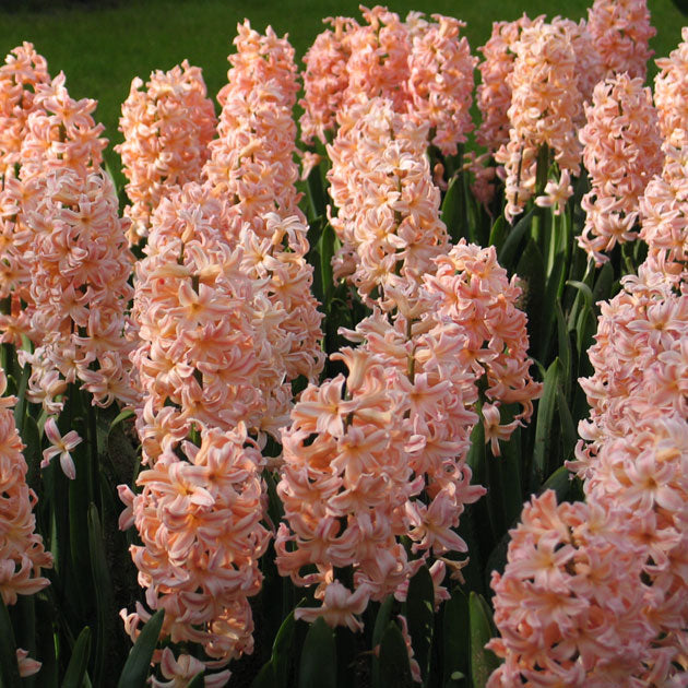 Hyacinth Gipsy Queen