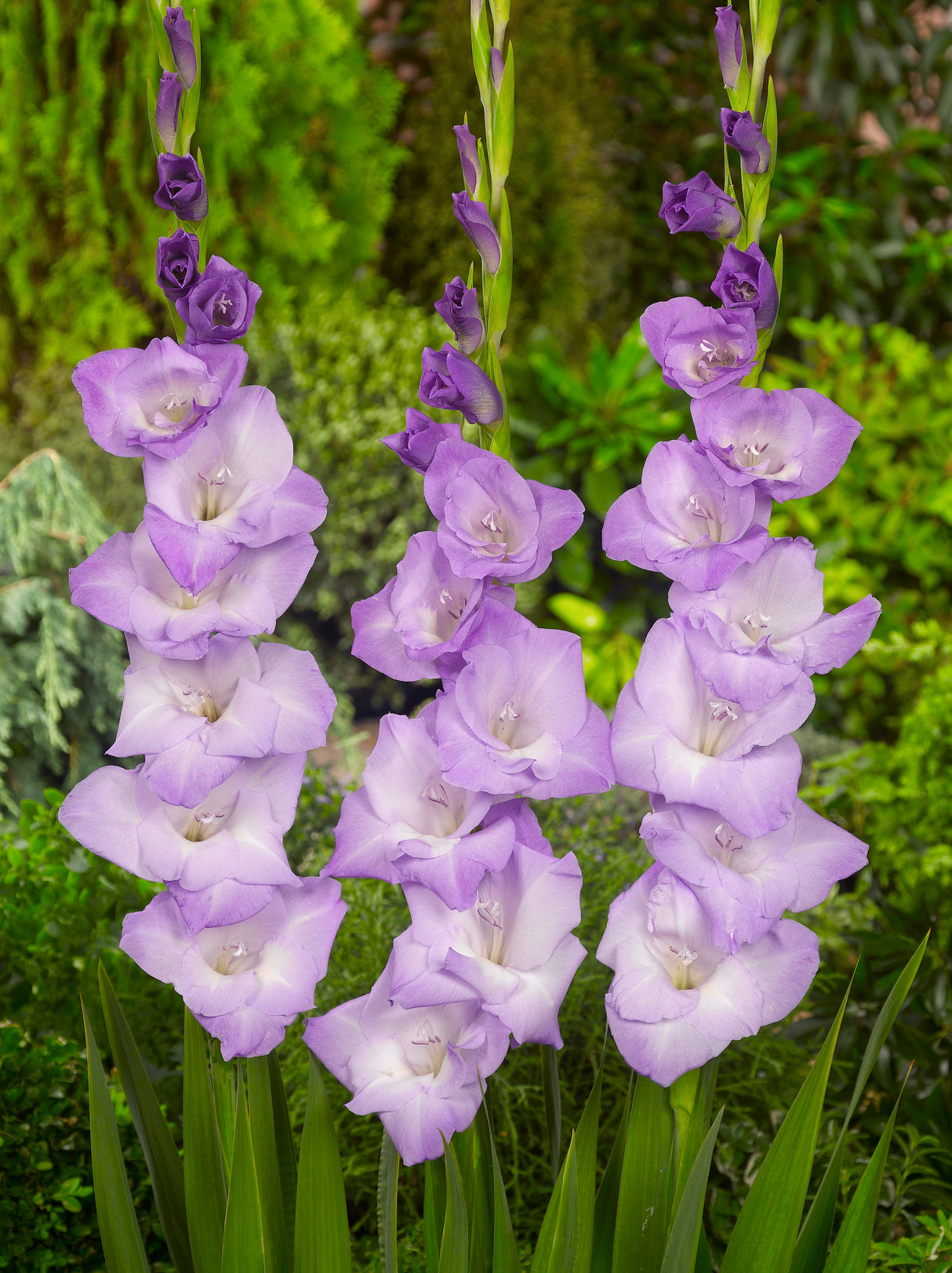Gladiolus Blue Tropic