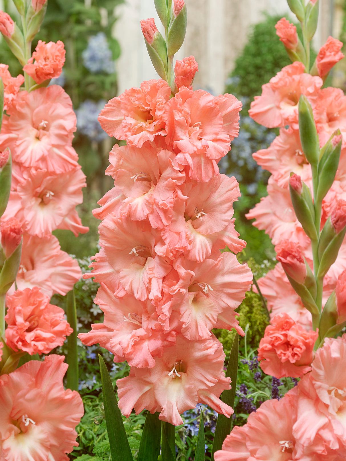 Gladiolus Blushed Look
